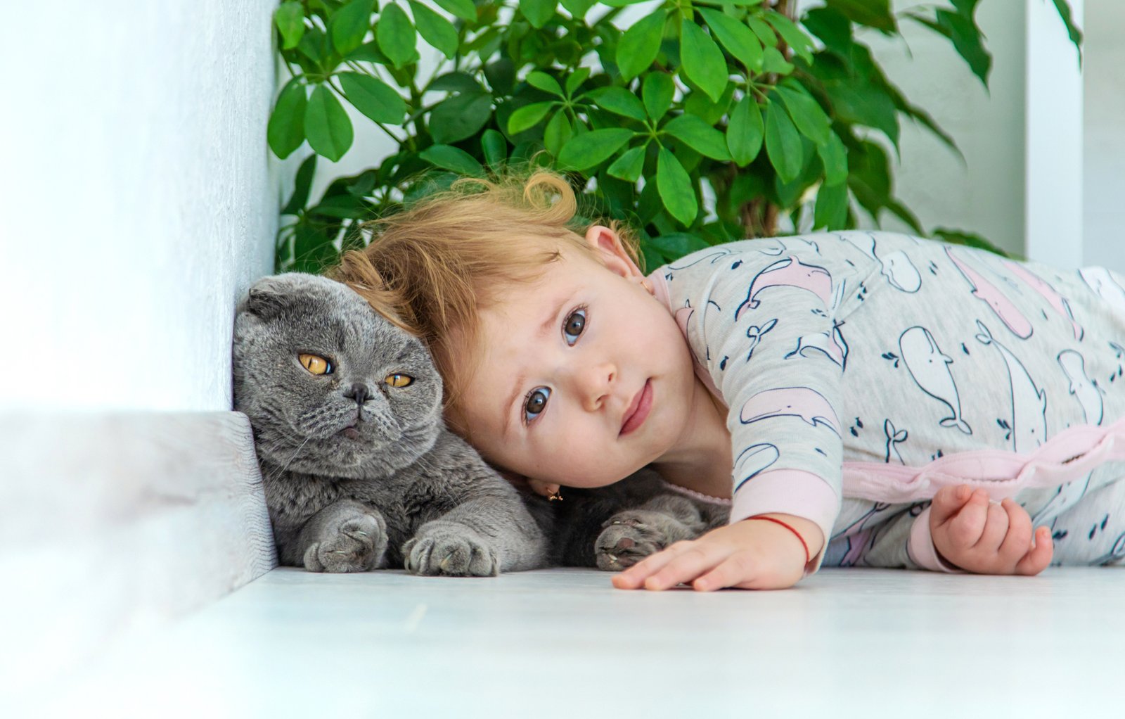 Baby und Katze – Kratzen am Sofa als Problem