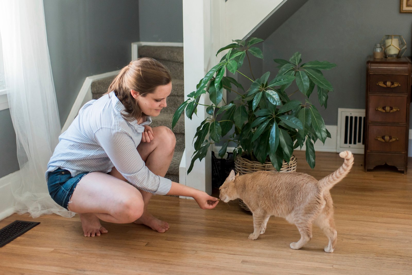 Katze erziehen – Grenzen setzen ohne Strafen