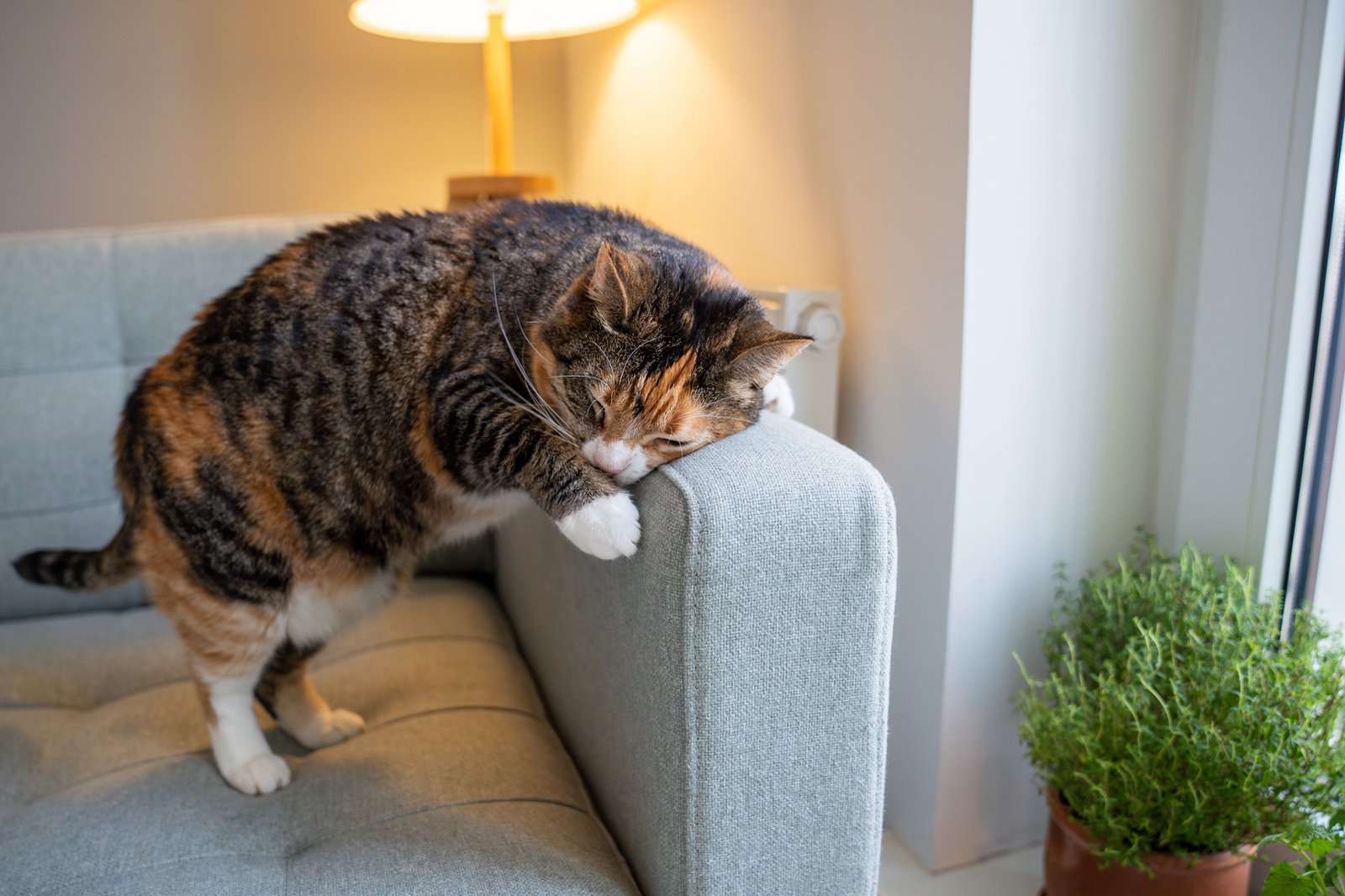 Katze kratzt am Ledersofa