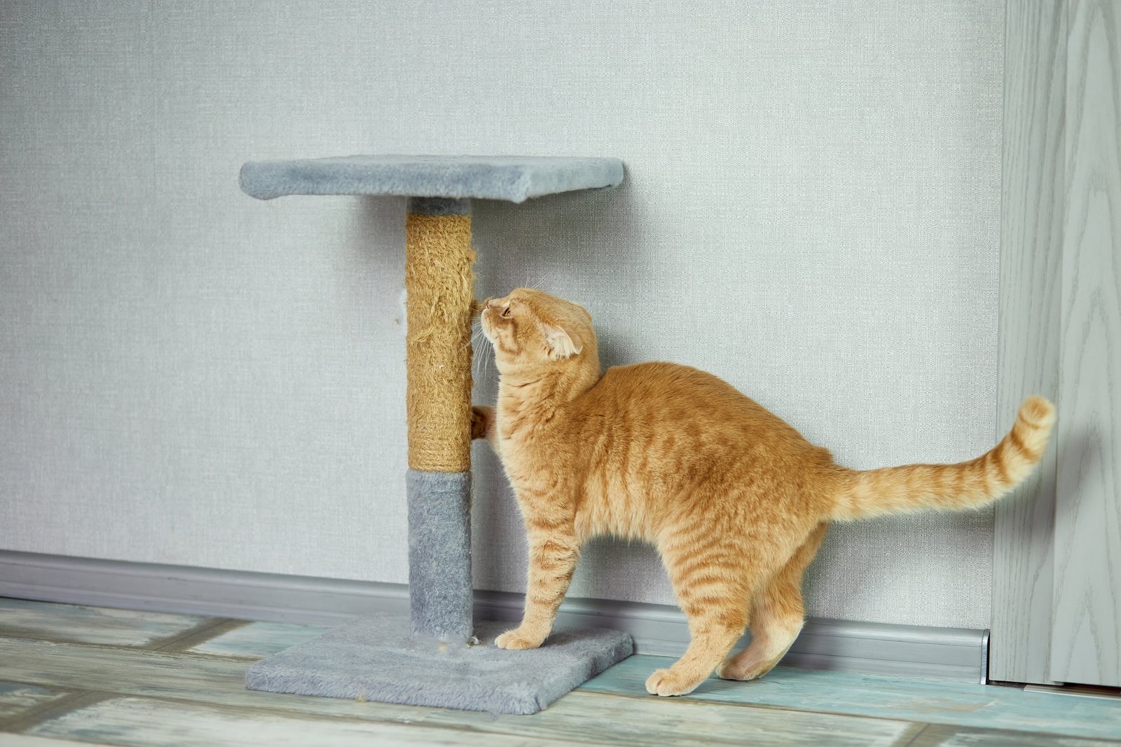 Katze kratzt immer dieselbe Ecke des Sofas