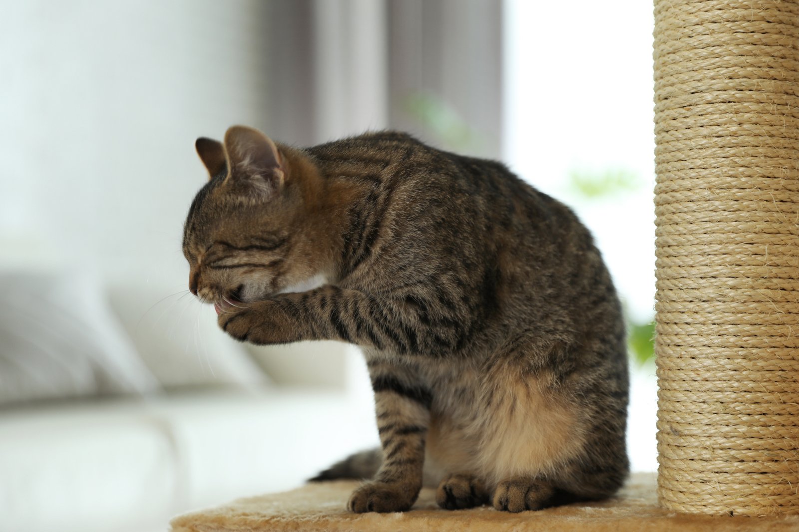 Katze kratzt plötzlich am Sofa – mögliche Ursachen