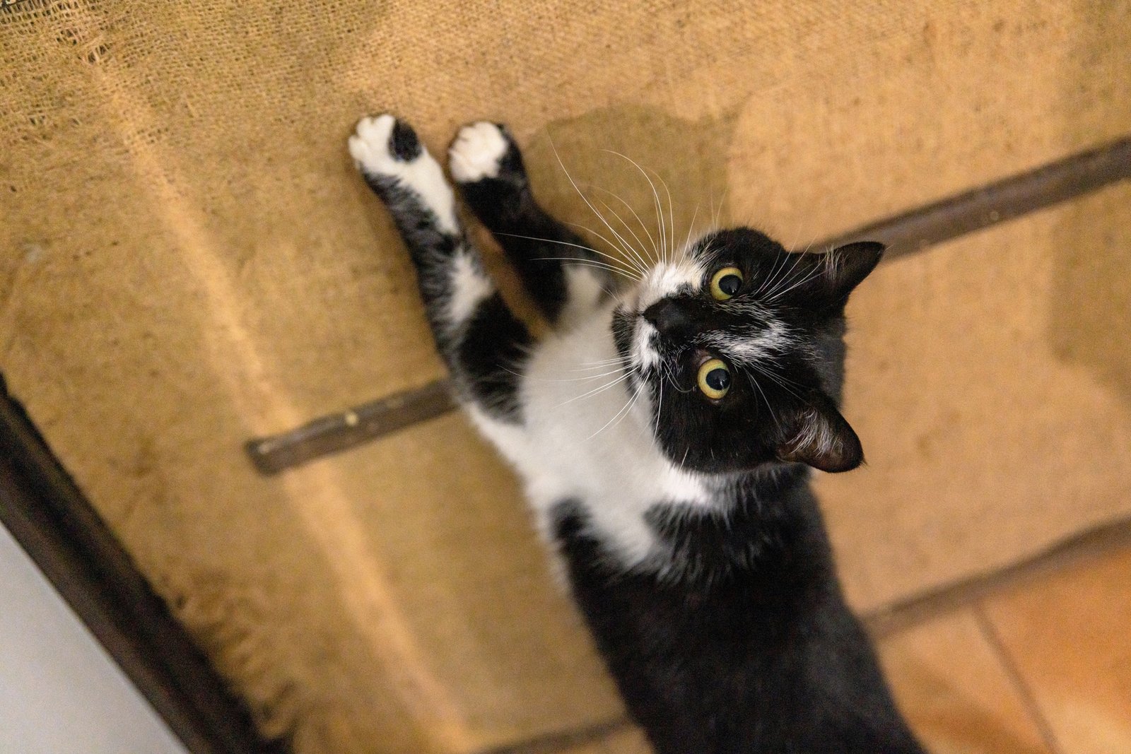 Katze kratzt am Sofa trotz vorhandenem Kratzbaum