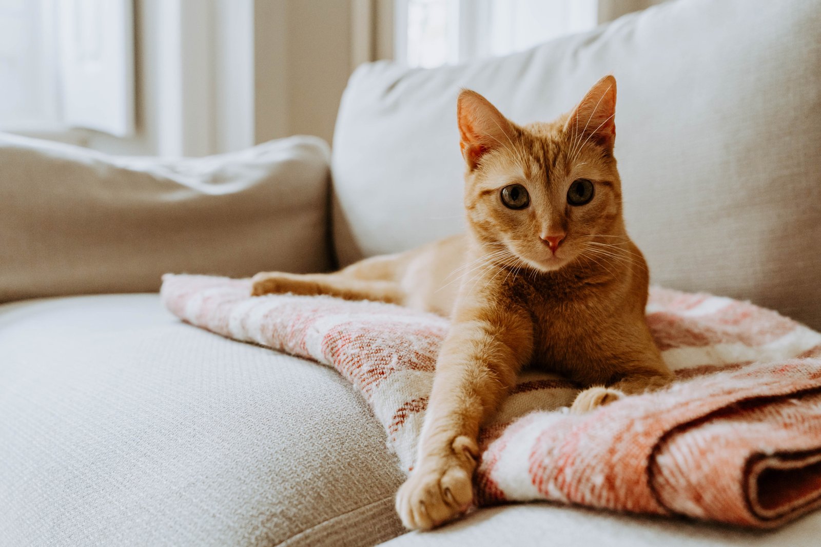 Katze auf dem Sofa – was tun gegen Kratzen?