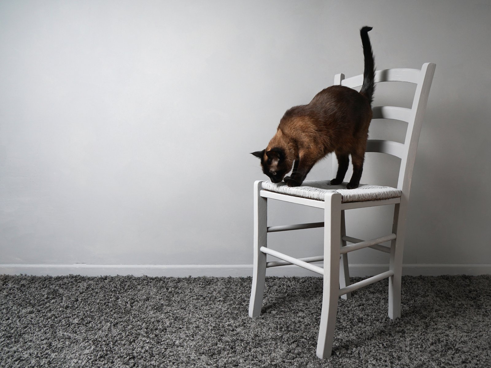 Katze kratzt an Stühlen und anderen Möbeln