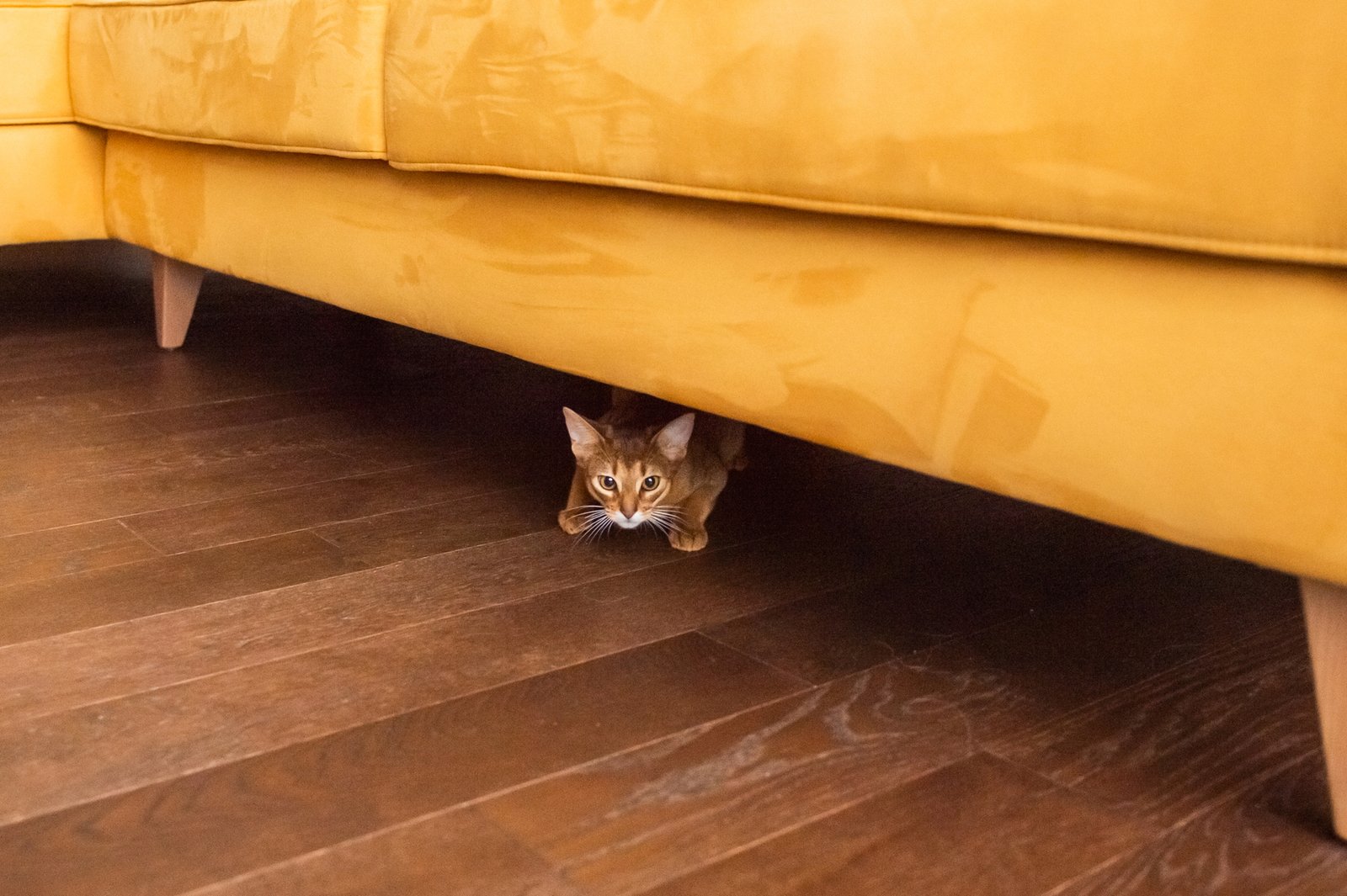 Katze kratzt an der Unterseite des Sofas