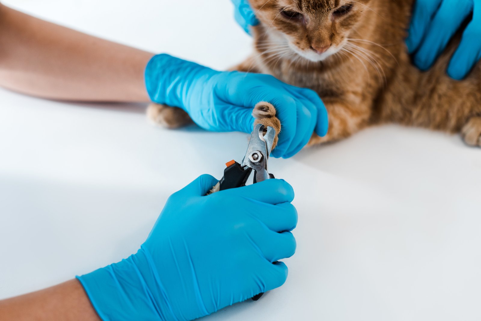 Katzenkrallen schneiden zur Sofapflege
