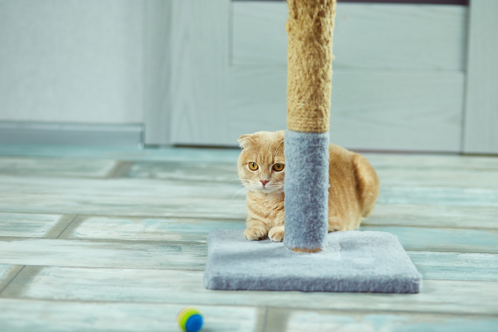 Kratzbaum der von der Katze nicht benutzt wird