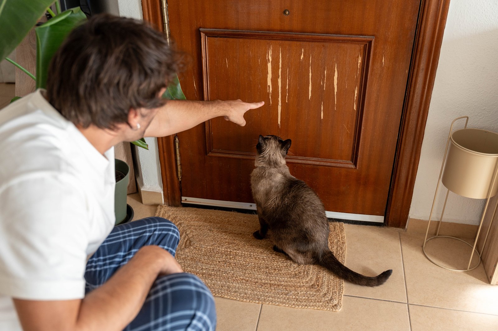Kratzen als Reviermarkierung – was die Katze damit sagt