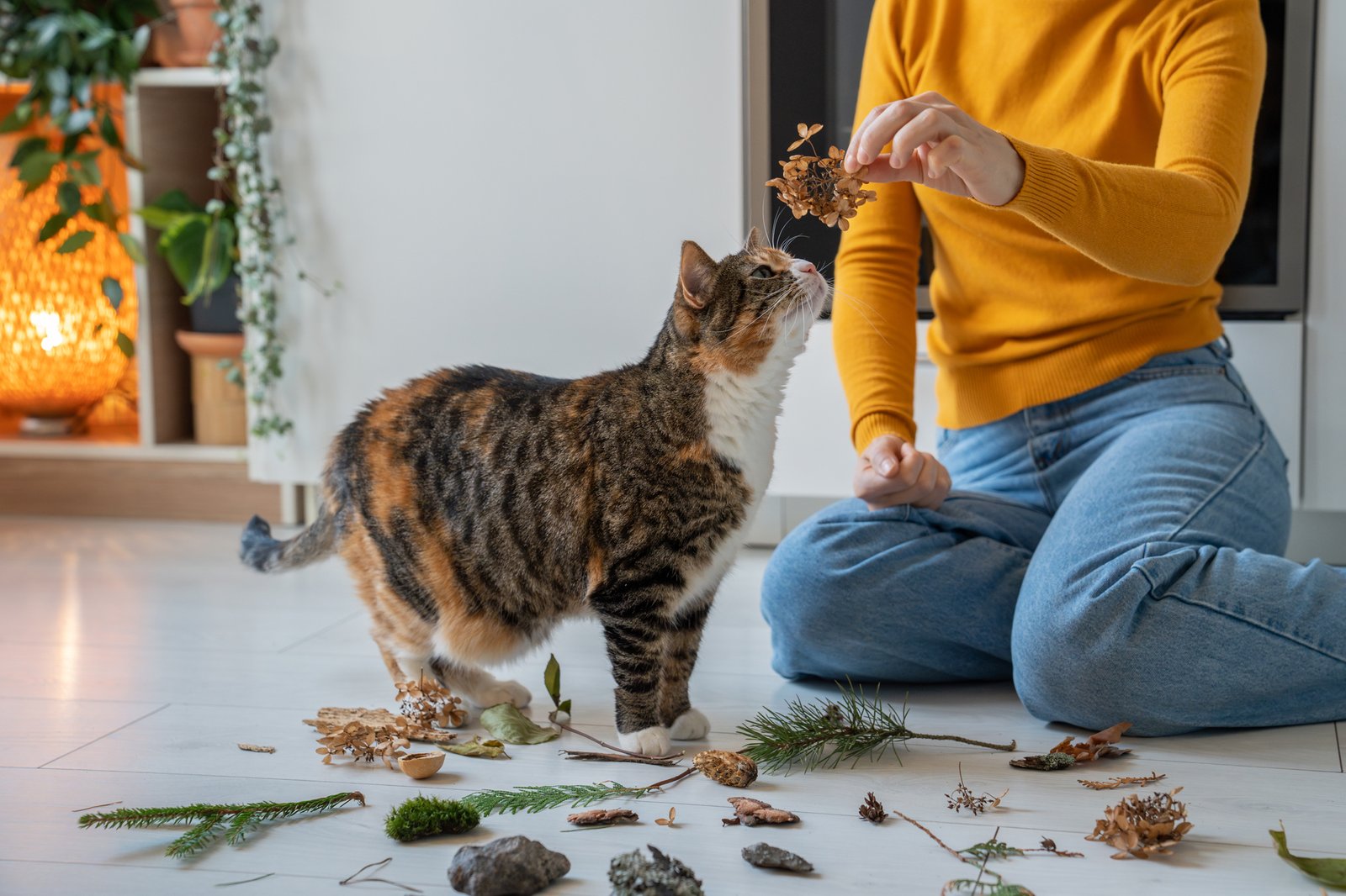Ist Kratzen an Möbeln ein Verhaltensproblem bei Katzen?