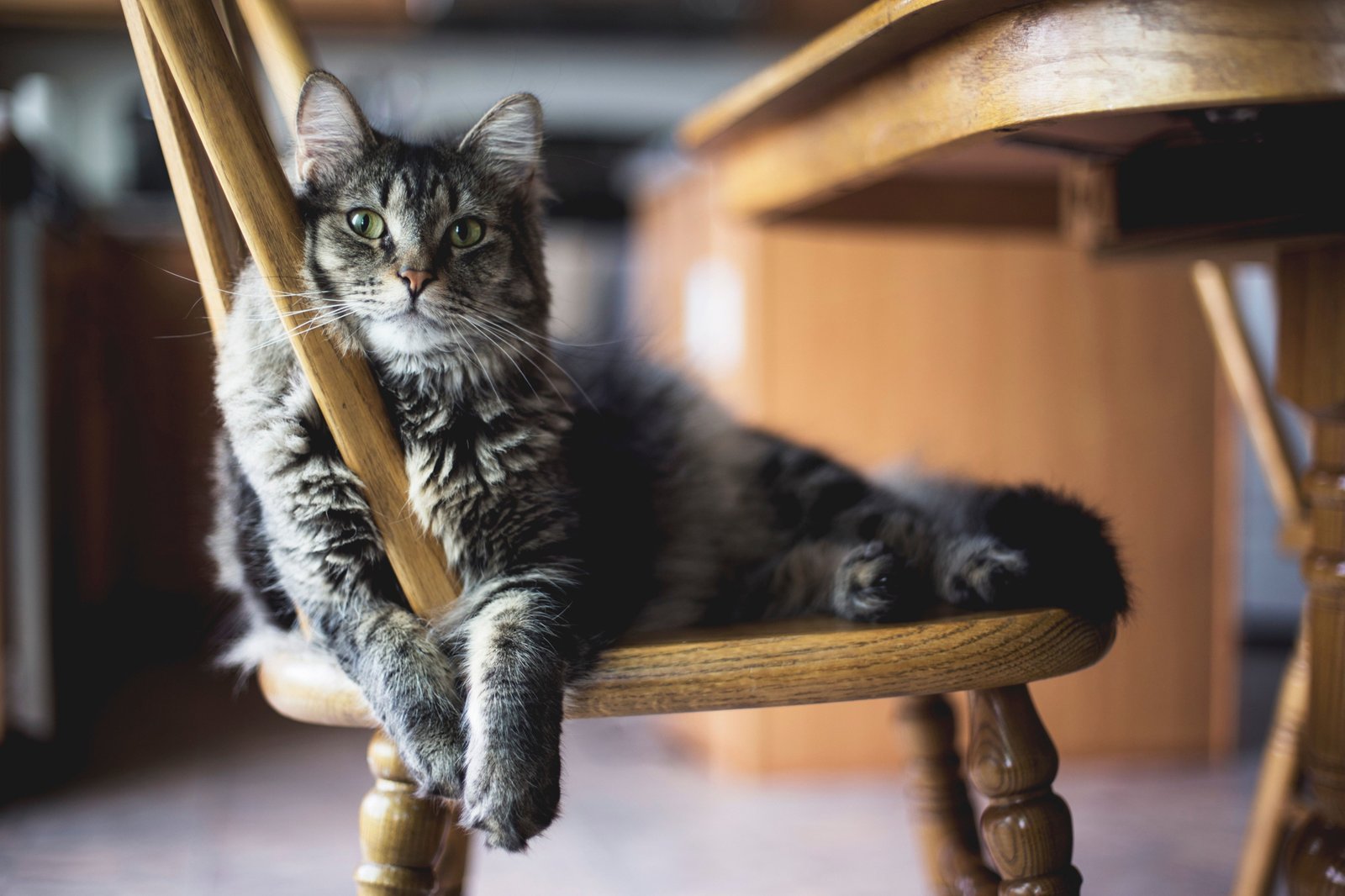 Kratzschutzfolie für das Sofa als Katzenschutz