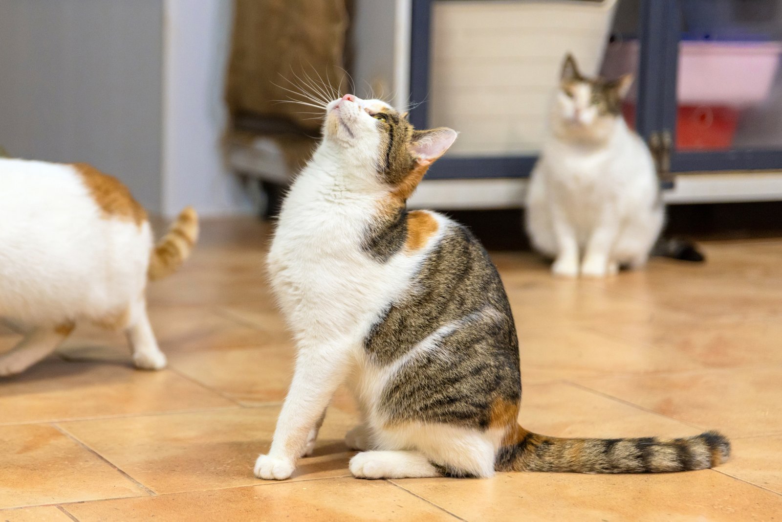 Mehrere Katzen auf einem Sofa