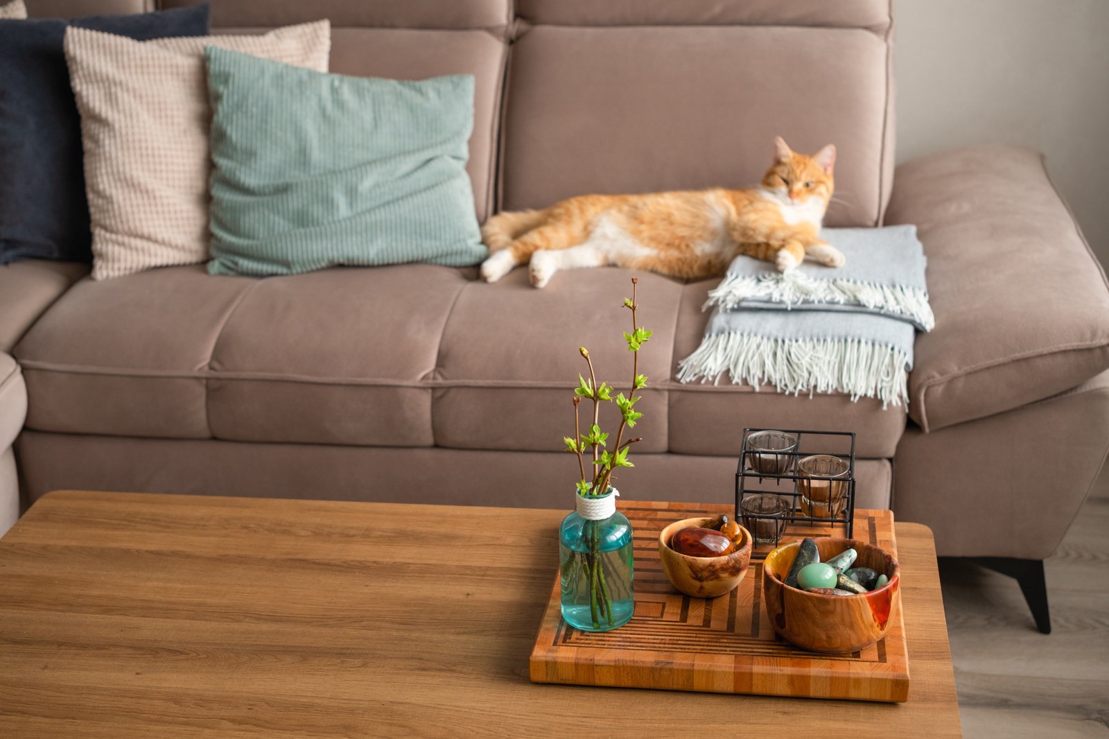 Sofa vor Katze schützen mit Schonbezug