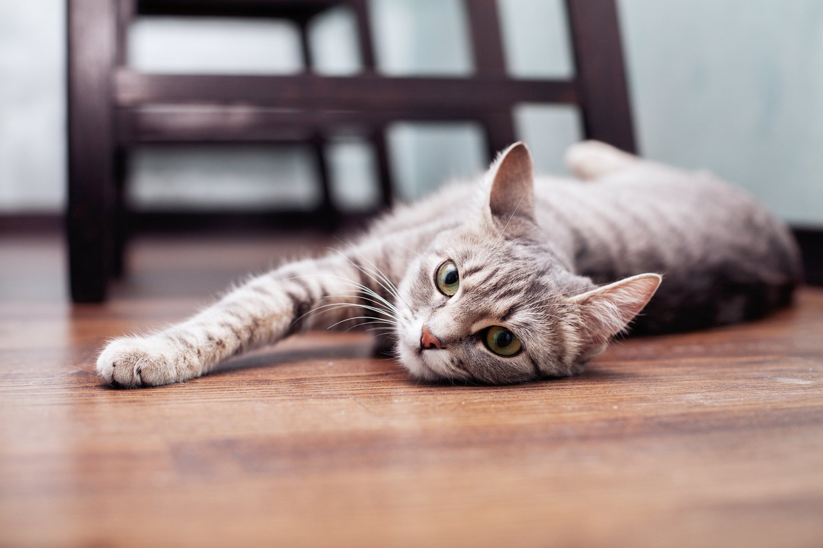 Gelangweilte Katze kratzt aus Stress am Sofa
