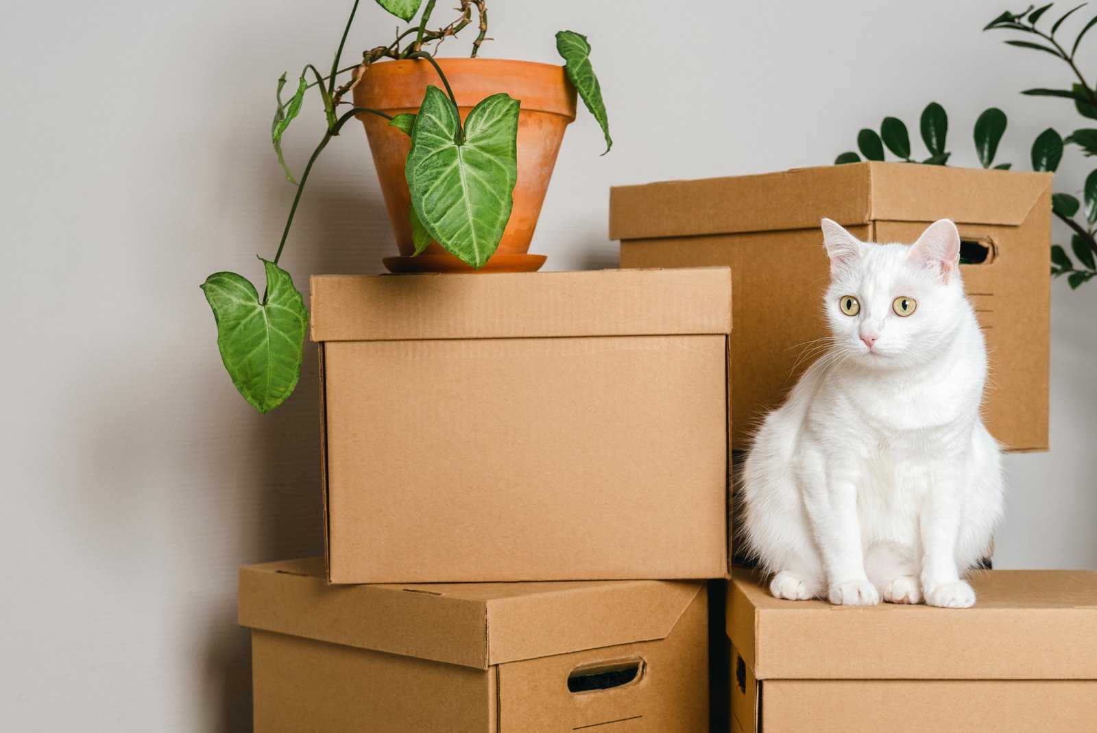 Katze kratzt nach dem Umzug mehr