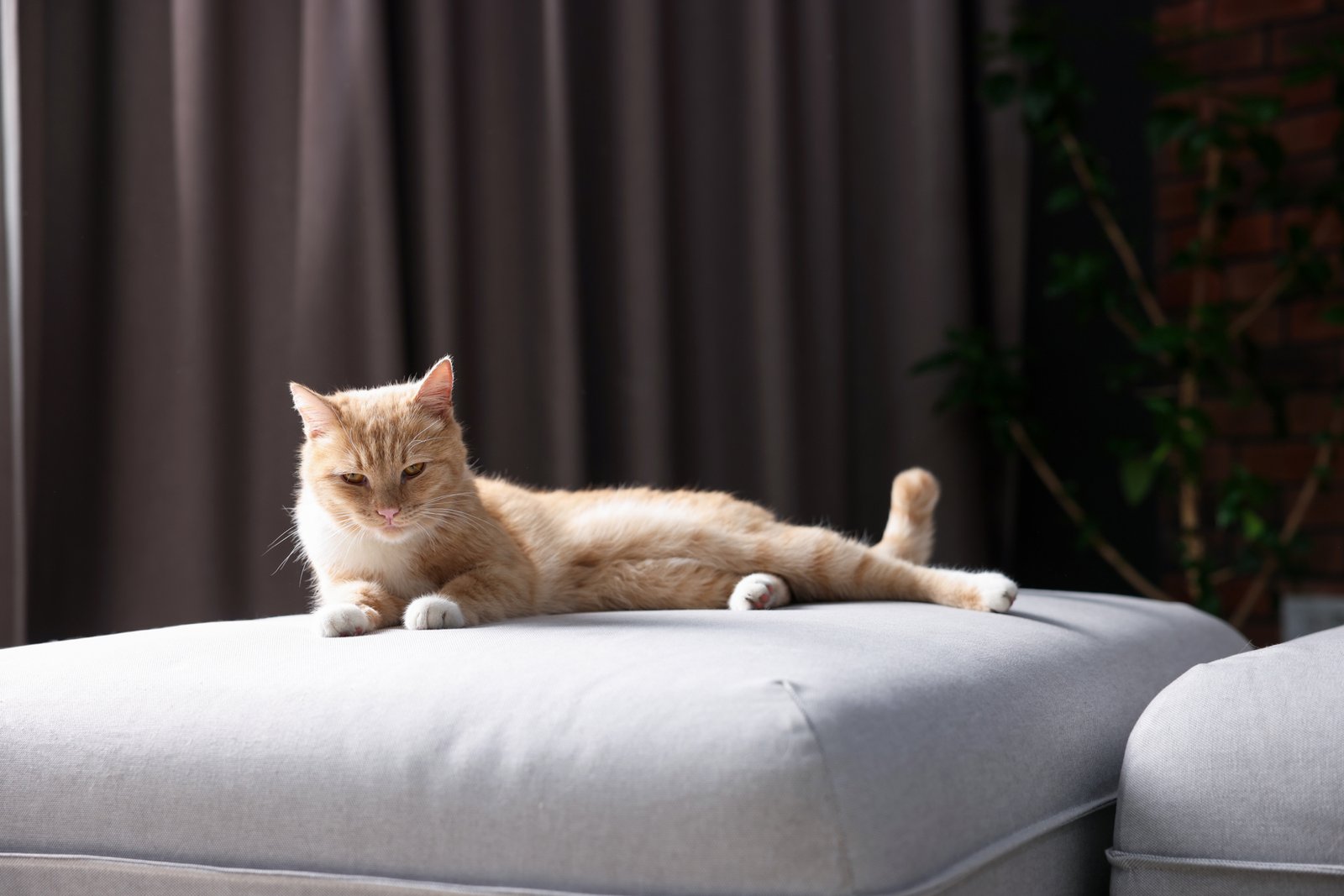 Katze wird von der Couch ferngehalten
