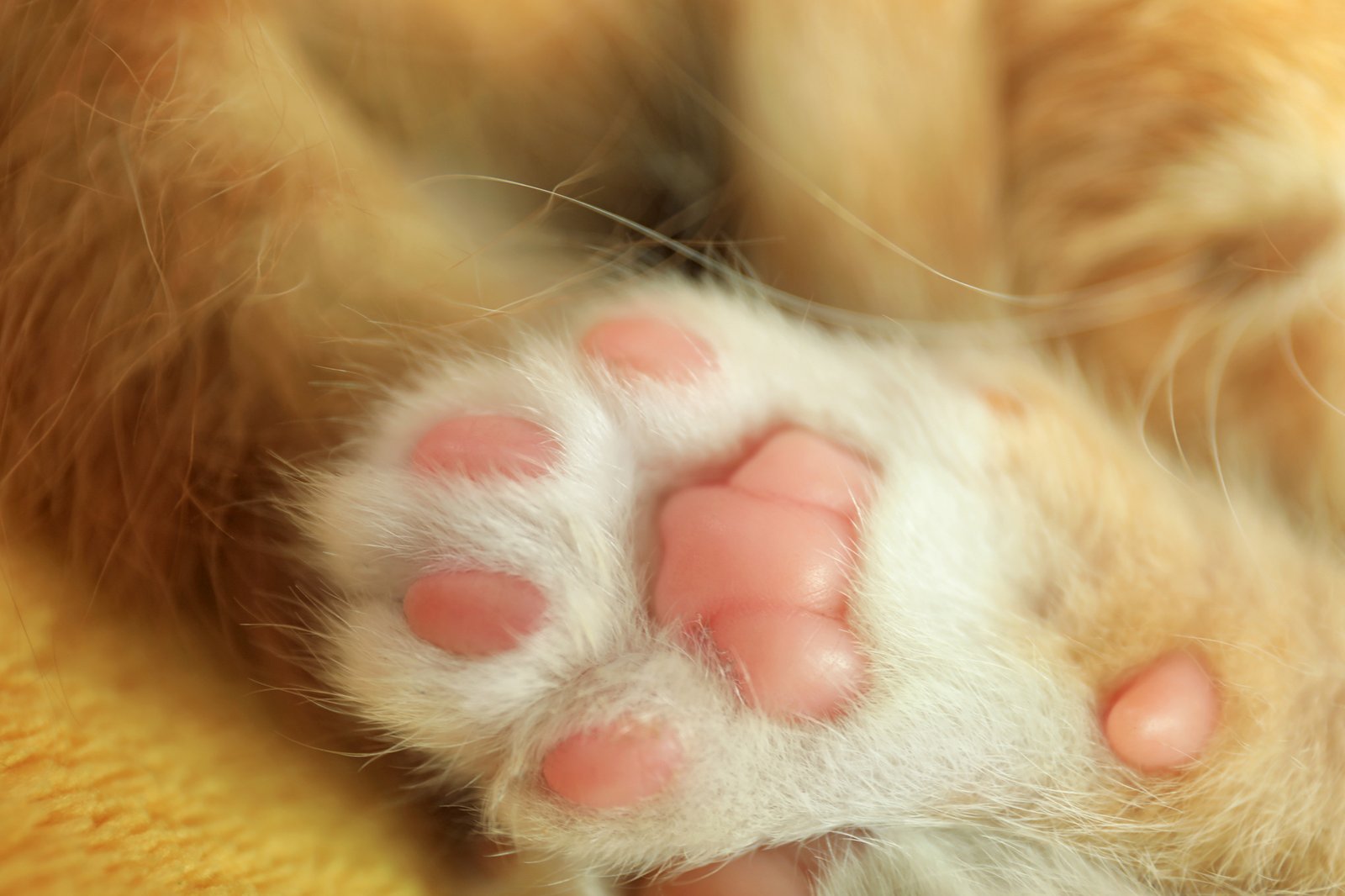 Krallenschutzkappen für Katzen am Sofa