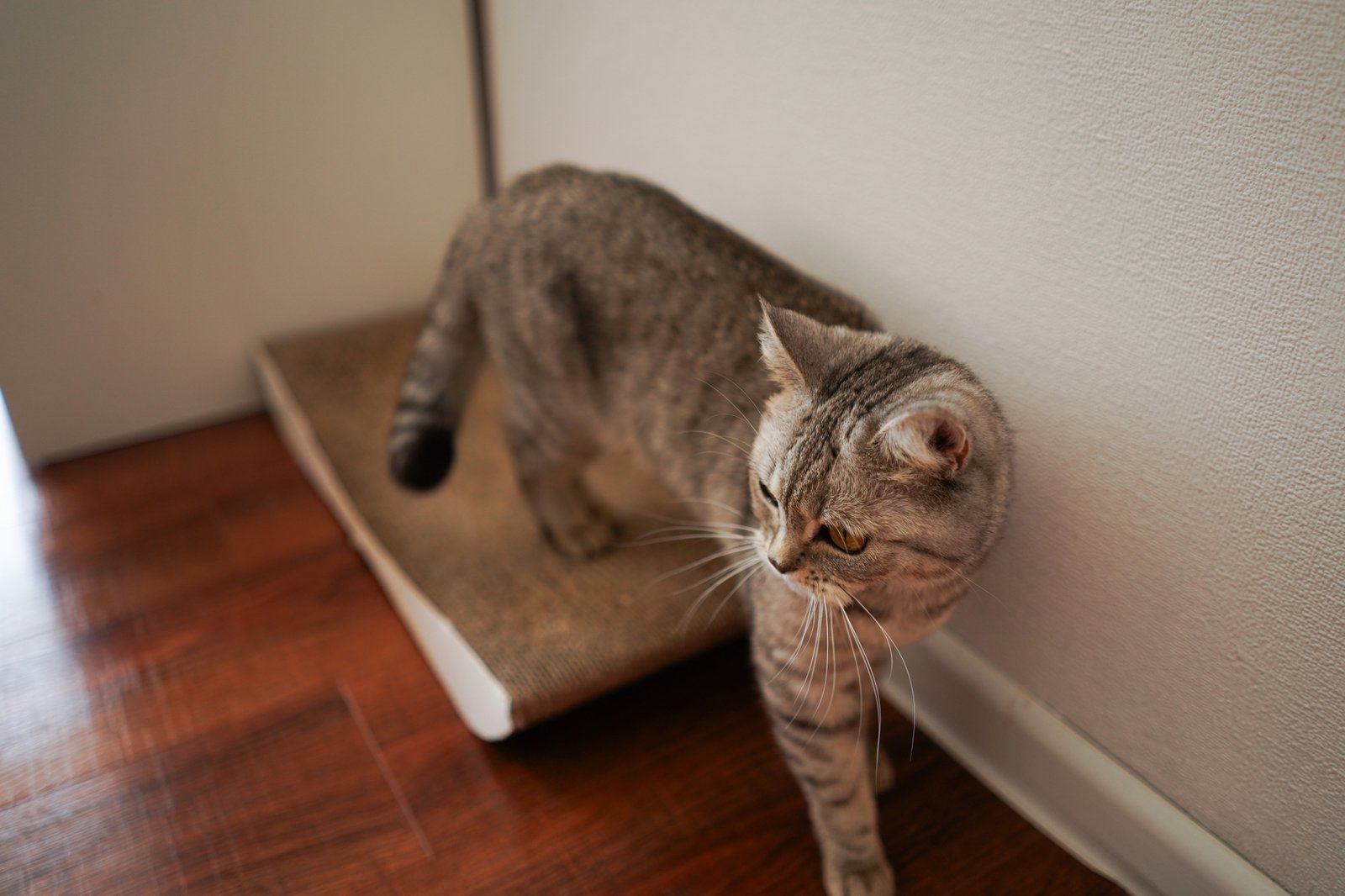 Kratzbrett an der Wand für Katzen